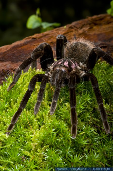 Xenesthis immanis alias Columbian lesserblack tarantula :: Hippocampus ...