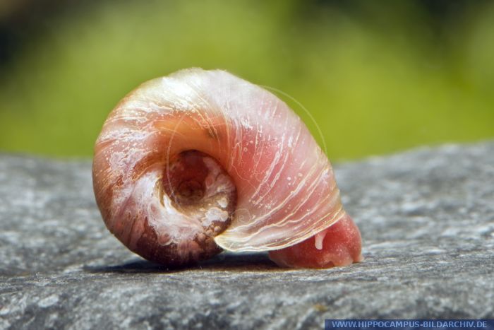 Orange red ramshorn snail - Planorbella duryi duryi