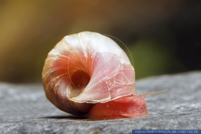 Orange red ramshorn snail - Planorbella duryi duryi