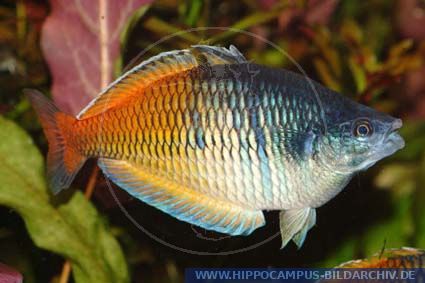 Melanotaenia boesemani alias Boeseman's Rainbowfish :: Hippocampus ...