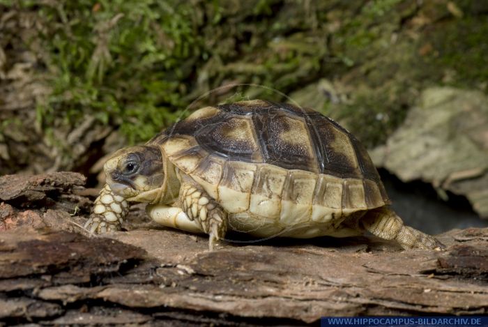 Testudo marginata alias Marginated Tortoise :: Hippocampus Bildarchiv