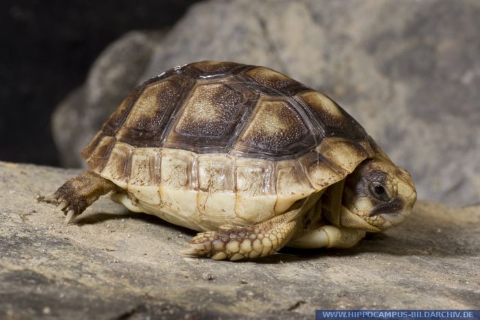 Testudo marginata alias Marginated Tortoise :: Hippocampus Bildarchiv