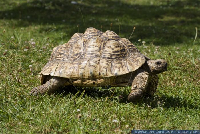 Geochelone pardalis alias Leopard tortoise :: Hippocampus Bildarchiv