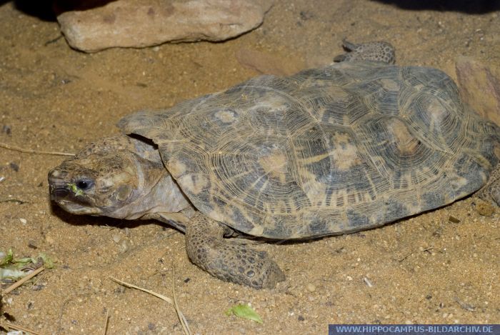 Malacochersus tornieri alias Pancake tortoise :: Hippocampus Bildarchiv