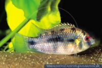 Anomalochromis thomasi(Pelvicachromis)Kilimi-River