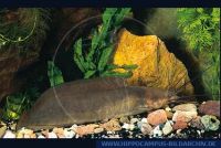 A24134_2 Clarias camerunensis<br>