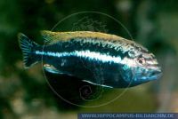 A43850_4 Melanochromis auratus<br>