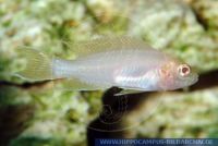 A48004, Neolamprologus brichardi "ALBINO", Princessin von Burundi; Gabelschwanz-Buntbarsch; Feenbarsch, Princess of Burundi; Lyretail Lamprologus  