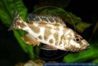 Nimbochromis livingstoni