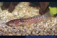 A54360_1 Parauchenoglanis guttatus<br>