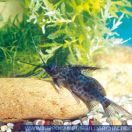 A84060 Synodontis alberti<br>