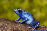 Dendrobates tinctorius azureus,Blauer Baumsteiger,Blue Poison Frog
