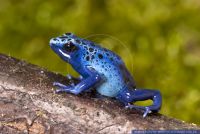 Dendrobates tinctorius azureus,Blauer Baumsteiger,Blue Poison Frog