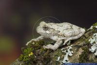 Hyla marmorata,Marmorlaubfrosch,Marbled tree frog