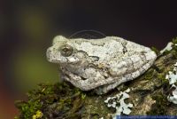 Hyla marmorata,Marmorlaubfrosch,Marbled tree frog