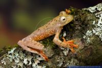 Rhacophorus pardalis,Roter Borneo Flugfrosch,Schwarzpunkt-Flugfrosch,Gliding tree frog