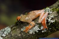 Rhacophorus pardalis,Roter Borneo Flugfrosch,Schwarzpunkt-Flugfrosch,Gliding tree frog