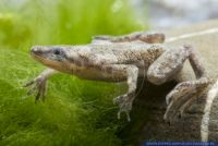 Hymenochirus boettgeri,Zwergkrallenfrosch,African dwarf frog
