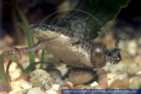 Hymenochirus boettgeri, Zwergkrallenfrosch, African dwarf frog 