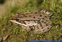 Rana ridibunda?, Seefrosch, Lake Frog, Marsh Frog, Common Frog 