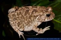 Bufo gutturalis, Südliche Pantherkröte, Guttural toad 