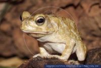 Bufo regularis, Pantherkröte, Square-marked Toad 