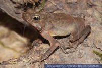 Bufo typhonius, Ohrenkröte, Sapo, SOUTH AMERICAN COMMON TOAD,Common forest toad 