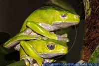 Phyllomedusa bicolor , Riesenlaubfrosch, Giant Monkey Frog; Sapo Mono 