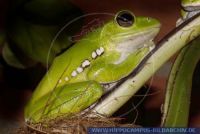 Rhacophorus dennysi, Grüner Riesenflugfrosch, Blanford's Whipping Tree Frog 