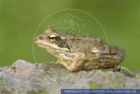 Rana temporaria, Grasfrosch, Common frog 