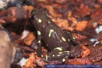 Dendrobates auratus "Kanalzone", Goldbaumsteiger, Green and Black Poison Frog 