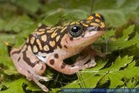 Hyperolius guttulatus, Punktierter Riedfrosch, Reed Frog 