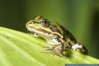 Rana ridibunda,Pelophylax ridibundus, Seefrosch, Marsh Frog 