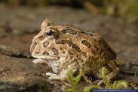 Ceratophrys cranwelli, Chaco Hornfrosch, Chacoan horned frog 