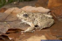 Fejervarya limnocharis, Grillenfrosch, Cricket Frog, Alpine Cricket Frog, Indian Rice Frog 