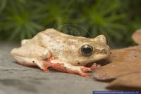 Hyperolius glandicolor, Riedfrosch, Reed Frog 