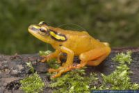 Hyperolius puncticulatus, Punktierter Riedfrosch, African Sedge Frog 