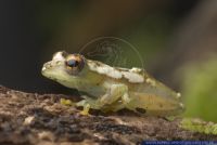 Hyperolius spinigularis,Riedfrosch,Reed Frog