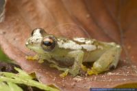 Hyperolius spinigularis,Riedfrosch,Reed Frog