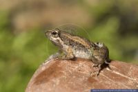 Microhyla pulchra,Pracht-Engmaulfrosch,Narrow-mouthed frog