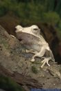 Polypedates otilophus,Ohren Ruderfrosch,File-Eared Tree Frog