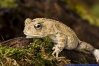 Bufo regularis,Pantherkroete,Square-marked Toad