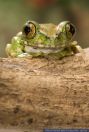 Leptopelis vermiculatus 'Gold',Blaufu§-Waldsteigerfrosch,Big Eyed Frog