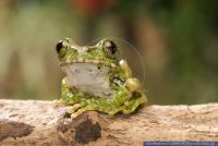 Leptopelis vermiculatus 'Gold',Blaufu§-Waldsteigerfrosch,Big Eyed Frog