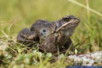 Rana temporaria,Grasfrosch,Common frog