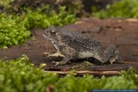 Bufo melanostictus,Schwarznarbenkroete,Black-spined Toad