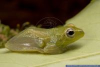 Hyperolius puncticulatus,Punktierter Riedfrosch,African Sedge Frog