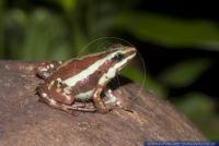Epipedobates anthonyi,Dreifarbiger Baumsteiger,Phantasmal Poison Frog