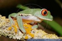 Agalychnis callidryas, Rotaugenlaubfrosch, Red-eyed Tree Frog 