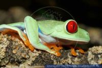 Agalychnis callidryas, Rotaugenlaubfrosch, Red-eyed Tree Frog 